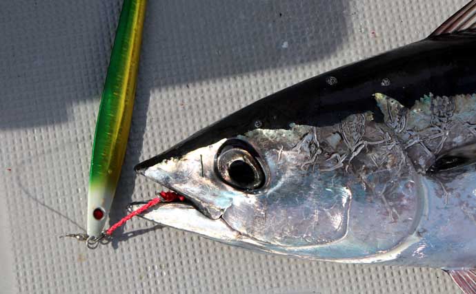 トンボ（ビンナガ）ジギング入門解説 【タックル・ジグ・釣り方・釣れた魚の処理】