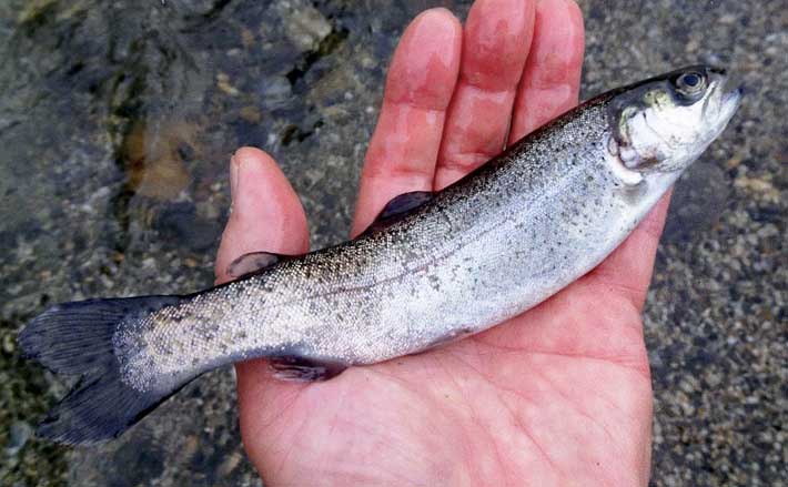 【SALE】はじめて渓流行っちゃうセット^_^ 渓流 本流【エサだけ購入してね】 SALE】はじめて渓流行っちゃうセット^_^ 渓流 本流【エサだけ購入して