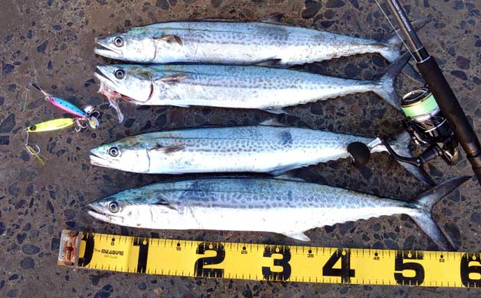 陸っぱりサゴシゲームで入れ食いを満喫！【和歌山南部】ルアー使い分けで釣果アップ