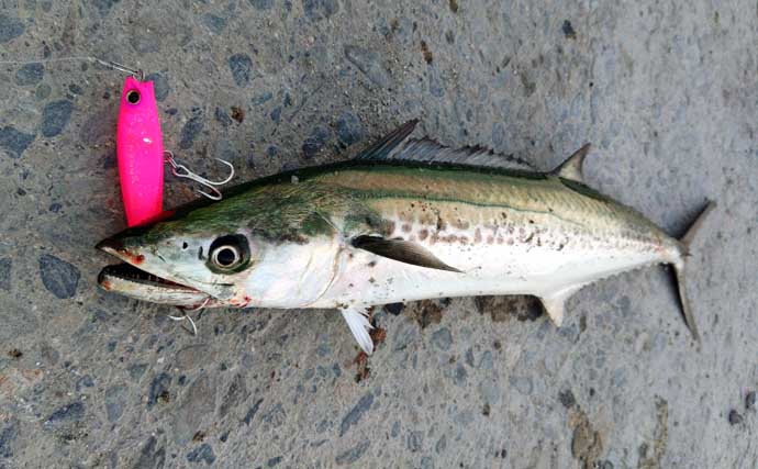 陸っぱりサゴシゲームで入れ食いを満喫！【和歌山南部】ルアー使い分けで釣果アップ