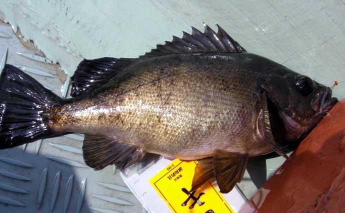 「ライン（釣り糸）の太さはどうやって決める？」 ターゲット・タックル・障害物の有無で考えよう