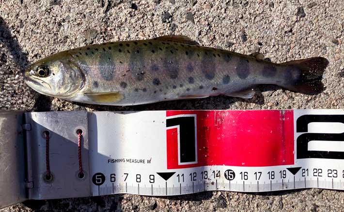 日野川での渓流エサ釣りで23cmヤマメをキャッチ【鳥取】塩焼きに舌鼓