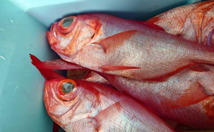 遠州灘の深海釣りでキンメダイ26匹【静岡・隆栄丸】1投目から11点掛け