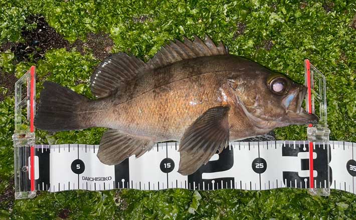 【陸っぱりルアー釣り】ランカー捕獲の難易度ランキング　最難関はメバル？