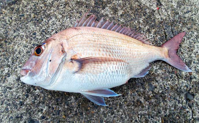 GWに釣ることができる【新潟県の陸っぱり釣りターゲット一覧】