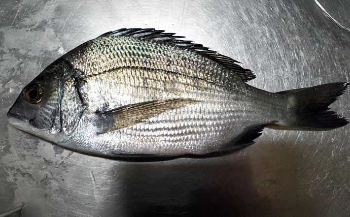 GWに釣ることができる【新潟県の陸っぱり釣りターゲット一覧】