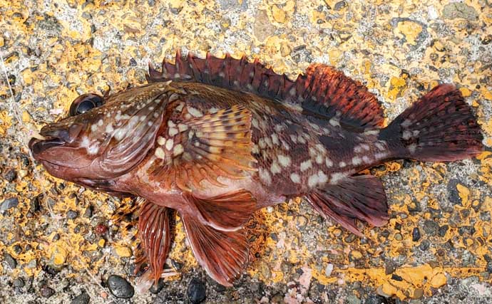 GWに釣ることができる【新潟県の陸っぱり釣りターゲット一覧】