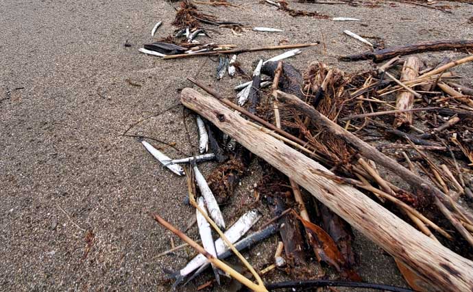 GWに釣ることができる【新潟県の陸っぱり釣りターゲット一覧】