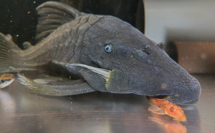 「プレコへの愛が止まらない！」世界初のプレコデザイナーに創作の原点を聞いた