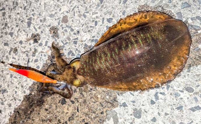 ナイトエギングでアオリイカ7尾をキャッチ【熊本・天草西海岸】常夜灯周りをサイトで攻略