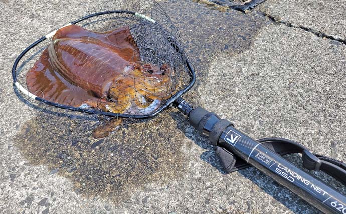 大型アオリイカ狙いの春エギング入門　【タックル・ポイント選び・基本の釣り方を解説】