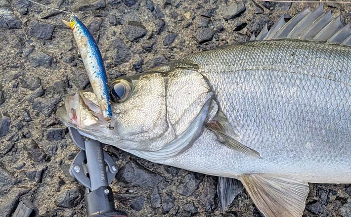 天草西海岸のルアーシーバス釣行で良型ヒラスズキ手中【熊本】潮と