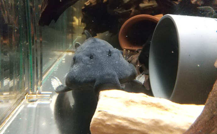 「プレコへの愛が止まらない！」世界初のプレコデザイナーに創作の原点を聞いた