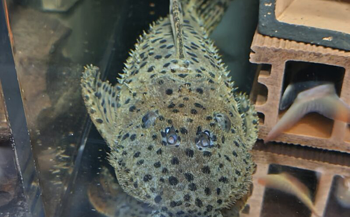 「プレコへの愛が止まらない！」世界初のプレコデザイナーに創作の原点を聞いた