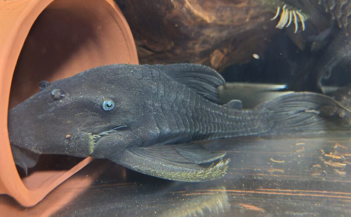 「プレコへの愛が止まらない！」世界初のプレコデザイナーに創作の原点を聞いた