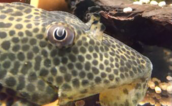 「プレコへの愛が止まらない！」世界初のプレコデザイナーに創作の原点を聞いた