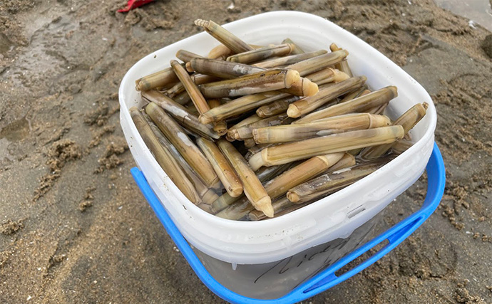 潮干狩りで「マテガイ」が大漁！【福岡・蓑島海水浴場】バターしょう油炒めに舌鼓