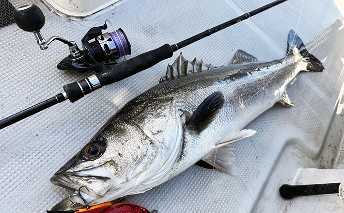 a11b4bb3ba448d1fa402ac3dc62cc9