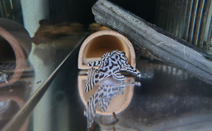 「プレコへの愛が止まらない！」世界初のプレコデザイナーに創作の原点を聞いた