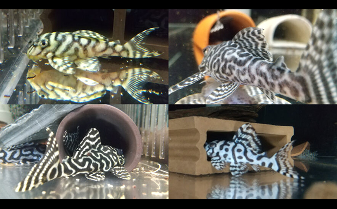 「プレコへの愛が止まらない！」世界初のプレコデザイナーに創作の原点を聞いた