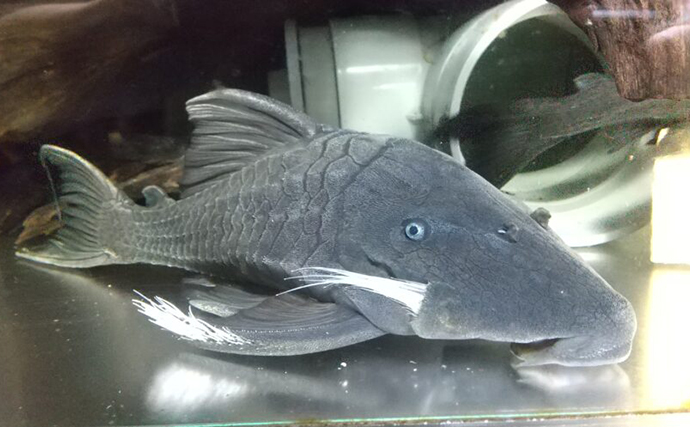 「プレコへの愛が止まらない！」世界初のプレコデザイナーに創作の原点を聞いた