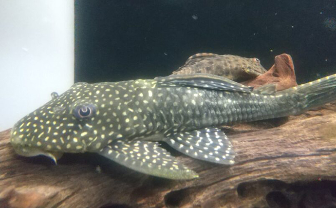 「プレコへの愛が止まらない！」世界初のプレコデザイナーに創作の原点を聞いた