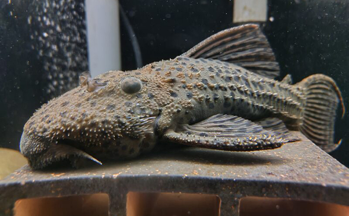 「プレコへの愛が止まらない！」世界初のプレコデザイナーに創作の原点を聞いた