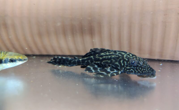 「プレコへの愛が止まらない！」世界初のプレコデザイナーに創作の原点を聞いた