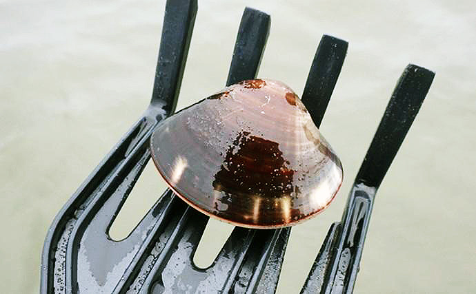 100均アイテムをフル活用で潮干狩りに挑戦！　東京湾で天然ハマグリをゲット