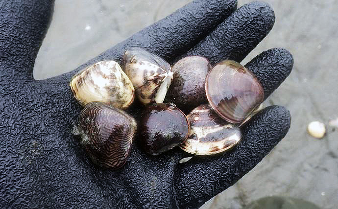 100均アイテムをフル活用で潮干狩りに挑戦！　東京湾で天然ハマグリをゲット