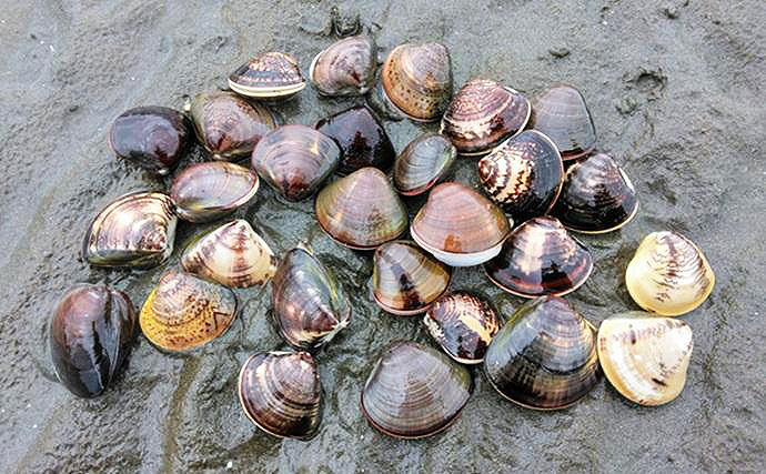 100均アイテムをフル活用で潮干狩りに挑戦！　東京湾で天然ハマグリをゲット