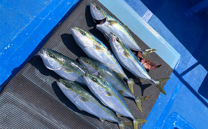 初めて家族連れで船釣りしたらハマチ全員安打を達成！【和歌山・紀北