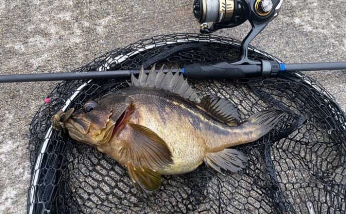 北海道ロックフィッシュゲームでクロソイの数釣りを満喫　アイナメは不発