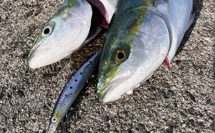 『岸和田一文字』で待望の青物祭りが開催！【大阪】ミノーでハマチが連発