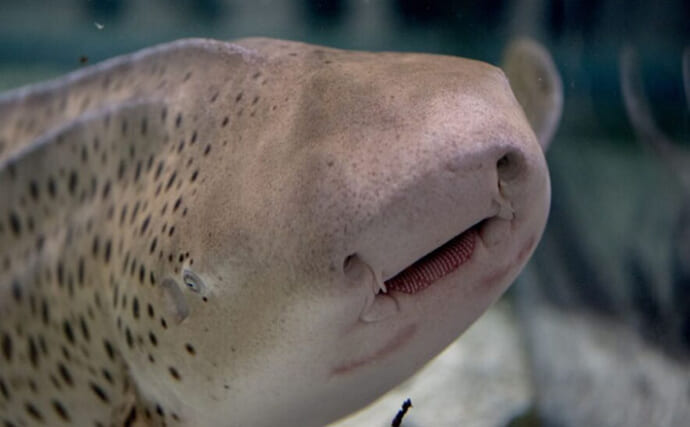 絶滅危惧種『トラフザメ』の秘密　メスだけで出産する「単為生殖」でも注目？