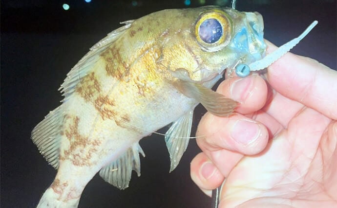 「水族館のメバルが怖い？」元釣具屋店員の記憶に残る釣り＆サカナにまつわる小話3選