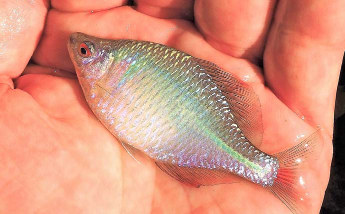 「駅チカ＆無料で楽しめる！」淡水小物釣りおすすめ釣り場『氷川つり堀公園』を紹介【東京】