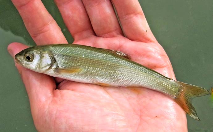 「駅チカ＆無料で楽しめる！」淡水小物釣りおすすめ釣り場『氷川つり堀公園』を紹介【東京】