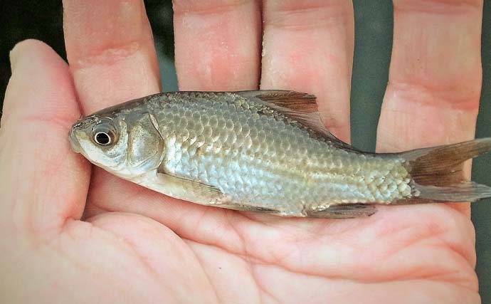 「駅チカ＆無料で楽しめる！」淡水小物釣りおすすめ釣り場『氷川つり堀公園』を紹介【東京】