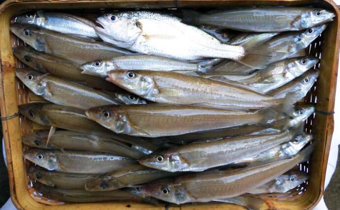 「投げずに釣れるから初心者にもオススメ！」　船シロギス釣りを楽しもう