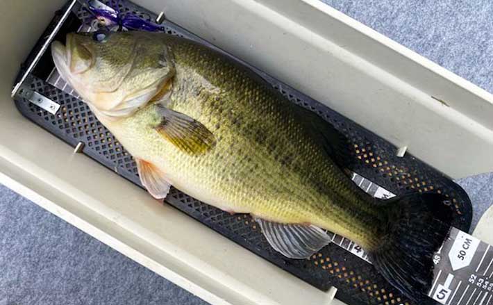 野池でのブラックバス釣りで49cm頭に9匹と「春爆」を満喫！【滋賀