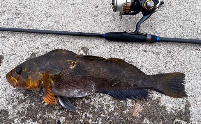 北海道噴火湾に春のロックゲームシーズン到来！40cm級含みアイナメ複数安打に成功