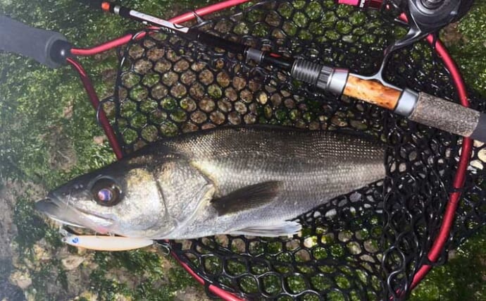 プラグルアーでの地磯メバリングで本命不発もシーバス3尾をキャッチ【福岡・北九州】