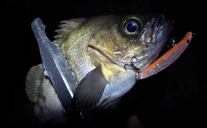 大阪湾奥で春アジングに挑戦【南港フェリーターミナル】本命不発もメバルが3発