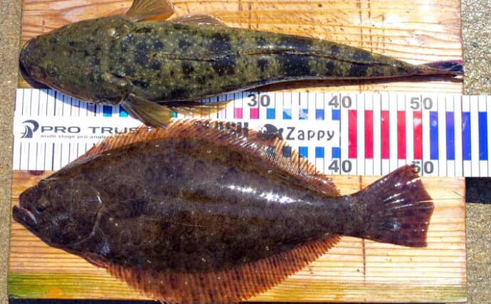 サーフエリアでのボートルアー釣行で51cmヒラメに55cmマゴチをキャッチ！【兵庫】