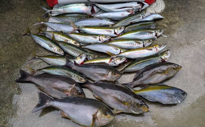 見老津沖の天秤フカセ釣りで『名物ジャンボイサギ』キャッチ成功【和歌山・黒龍丸】