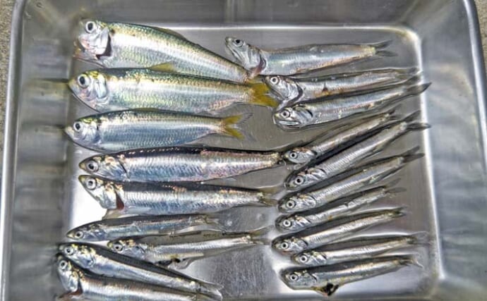 突堤のサビキ釣りでカタクチイワシを手中【千葉・検見川浜】良型サヨリの釣果も確認