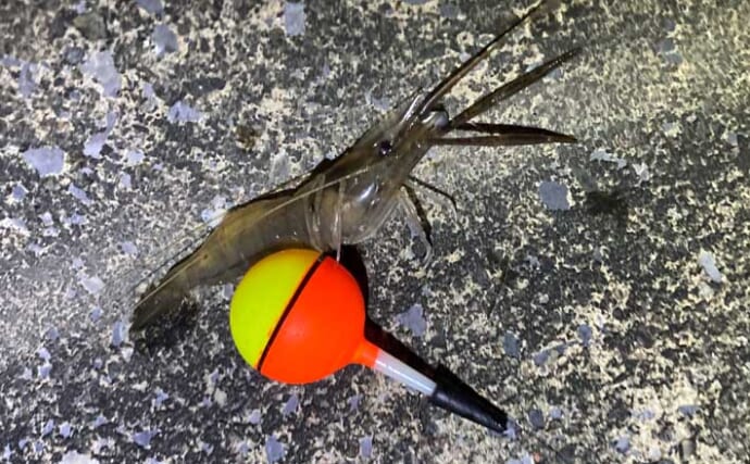 「テナガエビ釣りシーズン開幕！」木曽川河口域で8cm級頭に複数匹キャッチ成功