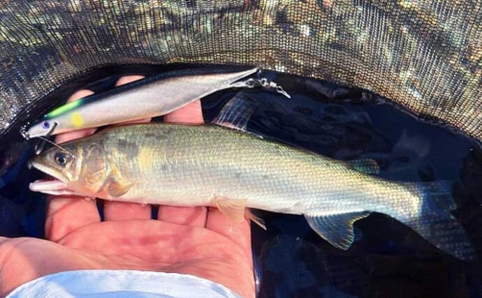 鮎（アユ）ルアー釣りに向いている状況とあゆの種類を解説　小石のザラ瀬が最適？