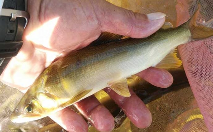 「今年は天然遡上量が多い！」2025年鮎（アユ）釣りおすすめ河川：相模川